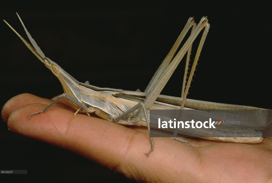 Lámina de la hierba saltamontes (Acrida sp), la provincia de Kerman, Irán