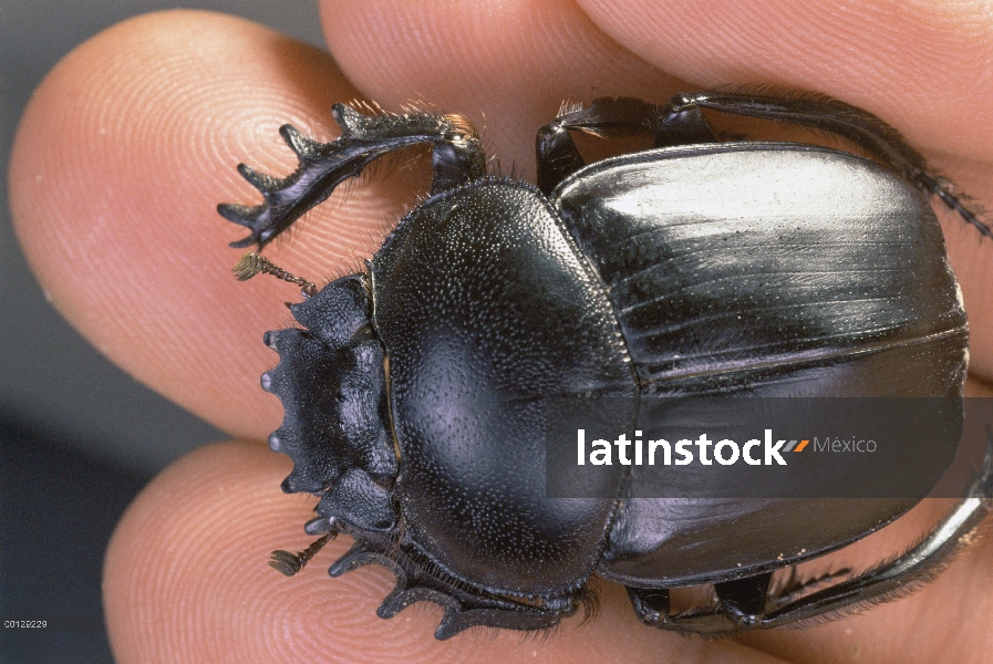 Hled escarabajo pelotero (Sarabaeidae) por el investigador, Zabul, Irán