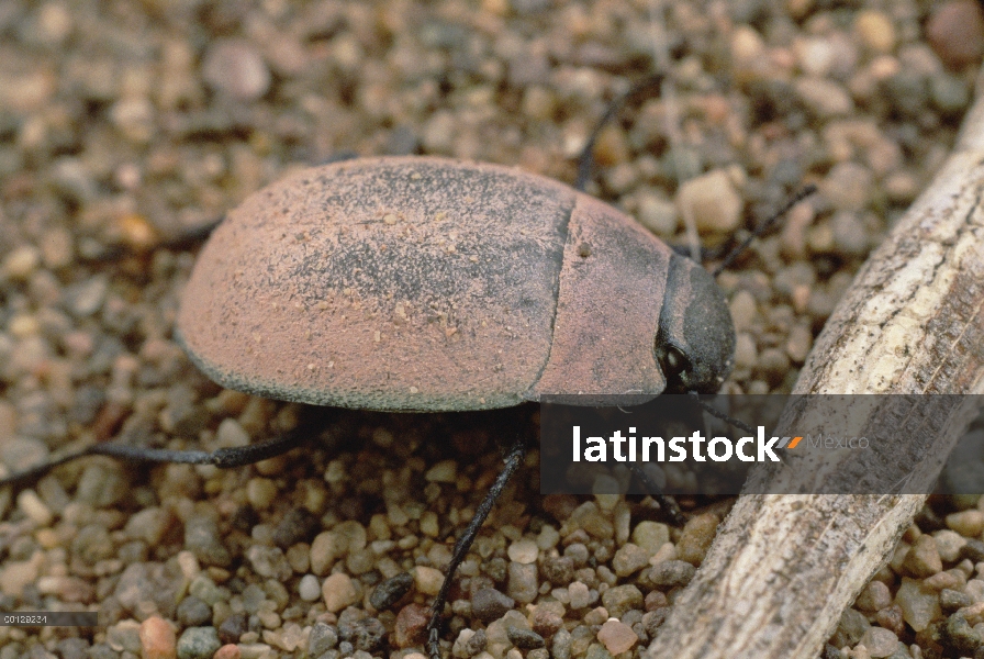 Escarabajo de Darkling (Onymacris sp), dunas de Kerman, Irán