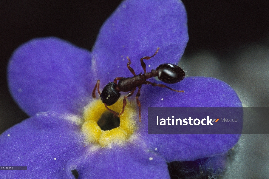 Hormiga (canadensis de Leptothorax) con polen entra flor nomeolvides alpino (Eritrichium sp), Colora