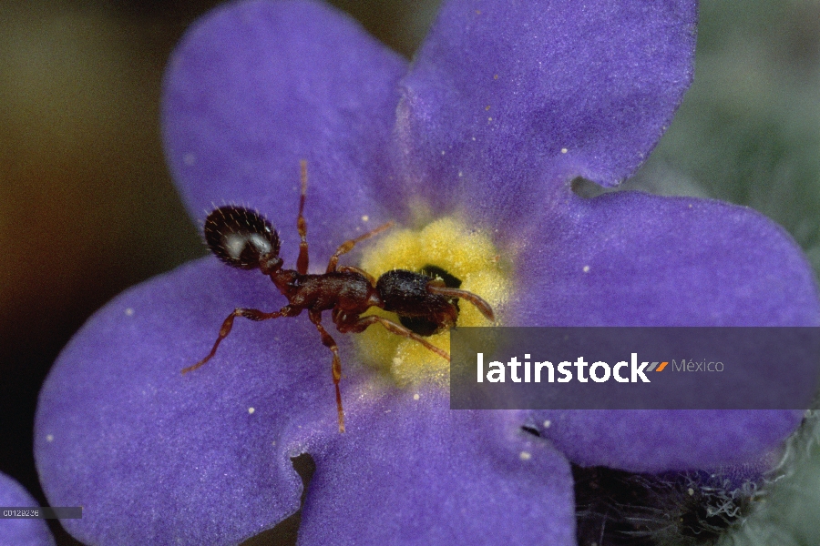 Hormiga (canadensis de Leptothorax) con polen entra flor nomeolvides alpino (Eritrichium sp), Colora