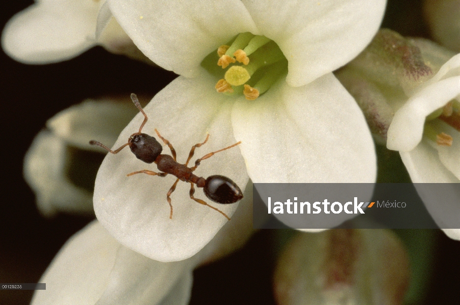 Hormiga (canadensis de Leptothorax) polinizadores de flores de montaña Candytuft (Thlaspi alpestre),