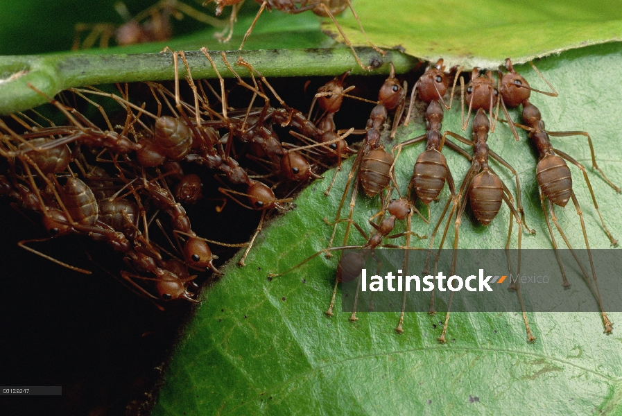 Grupo hormiga tejedora (Oecophylla longinoda) agarra una hoja adyacente y vástago con mandíbulas y d