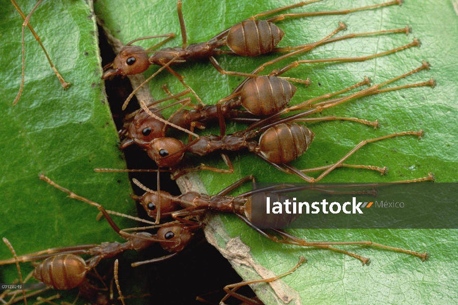 Grupo hormiga tejedora (Oecophylla longinoda) agarra una hoja adyacente y vástago con mandíbulas y d