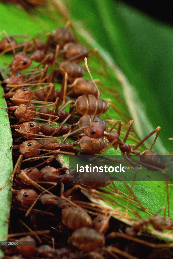 Grupo hormiga tejedora (Oecophylla longinoda) agarra una hoja adyacente y vástago con mandíbulas y d