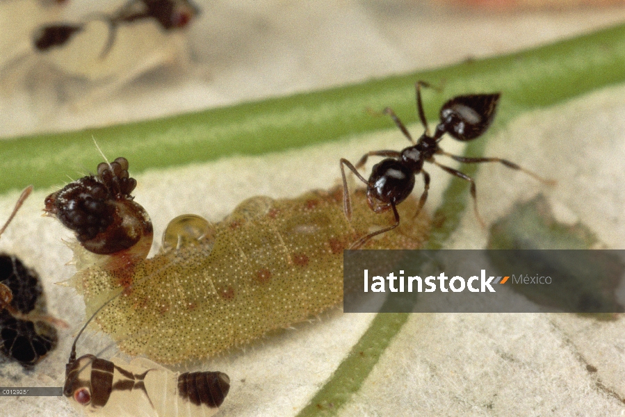 Hormiga (Crematogaster sp) grupo tendientes Caterpillar Hairstreak, son atraído al líquido excretado