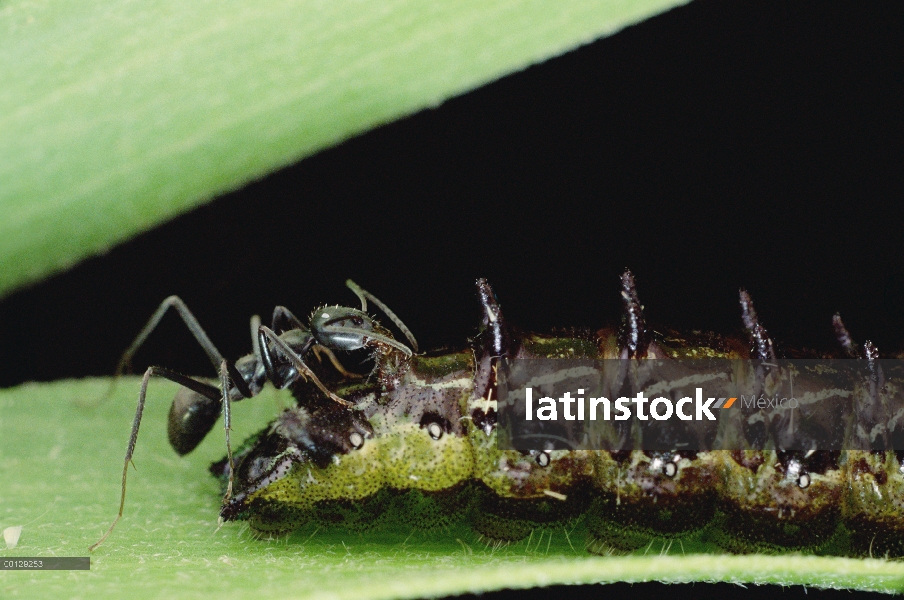 Caterpillar de Topacio (Jalmenus evagoras) Imperial por hormiga (Iridomyrmex anceps)