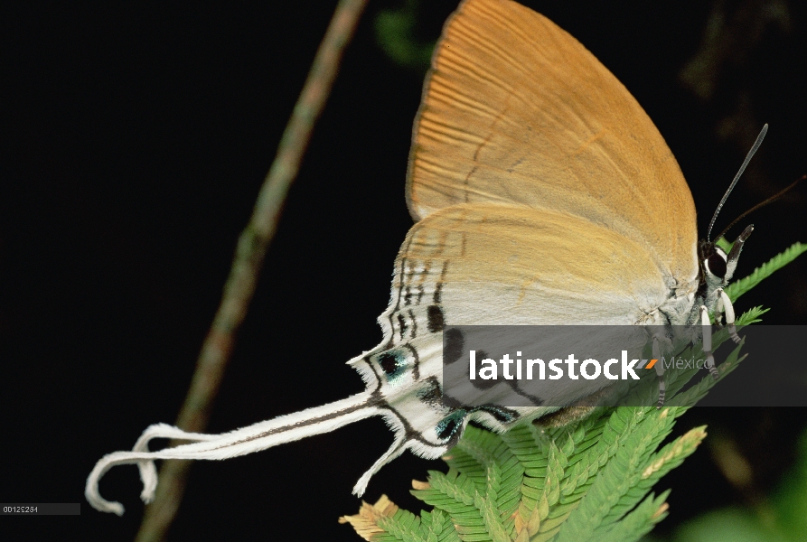 Mariposa de Hairstreak, Parque Nacional de Gunung Mulu, Sarawak, Borneo