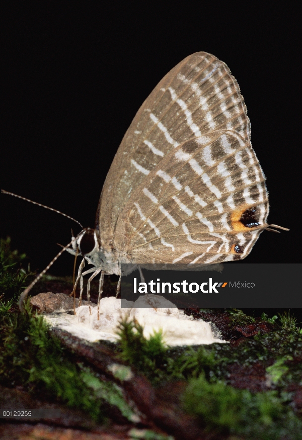 Hairstreak mariposa bebe caer pájaro, su larva vive con las hormigas, Brunei, Borneo