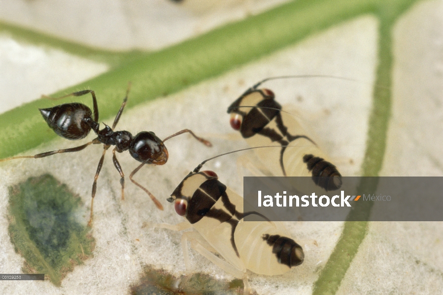 Hormiga (Crematogaster sp) con membranácidos, Guayana francesa