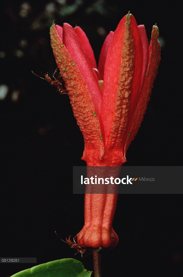 Evitar hormigas (Ectatomma tuberculatum) proteger la flor de la pasión (Passiflora sp) a cambio de s