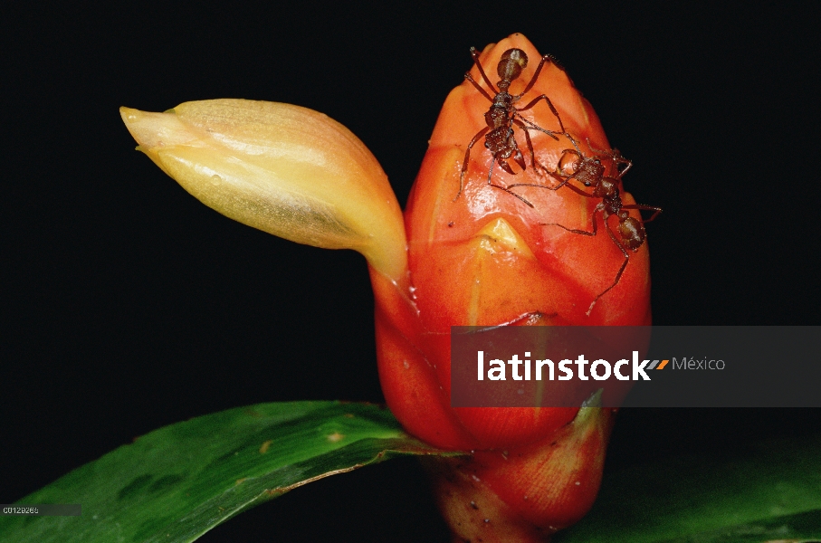 Evitar hormigas (Ectatomma sp) protección de flor de jengibre espiral bandera (Costus sp), Manu, Per