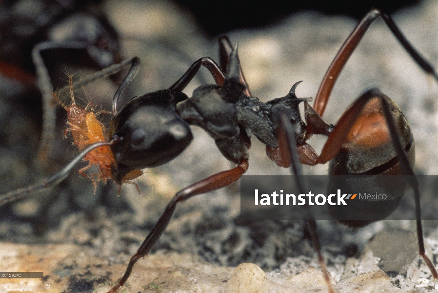 Grupo de hormiga (arrieras cuspidatus) Pastor tienden pulgones, llevando a los adultos de un lugar a