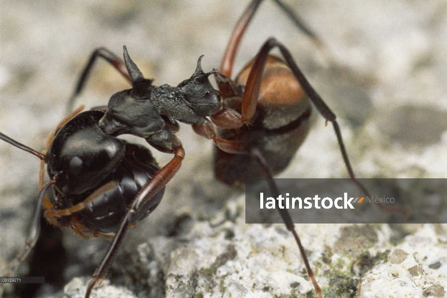 Grupo de hormiga (arrieras cuspidatus) Pastor tienden pulgones, llevando a los adultos de un lugar a