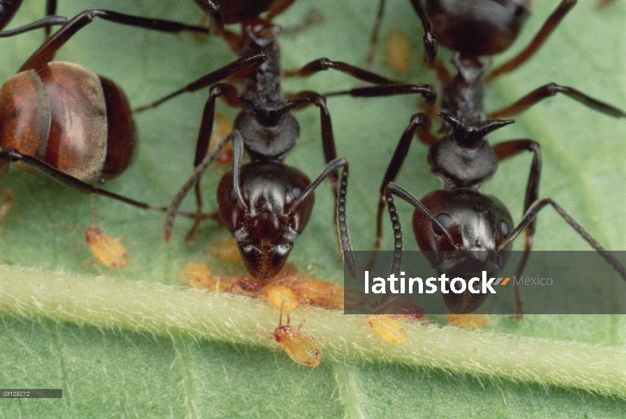 Pastor Ant (arrieras cuspidatus) trabajadores protegiendo pulgones, llevando a los adultos de un lug