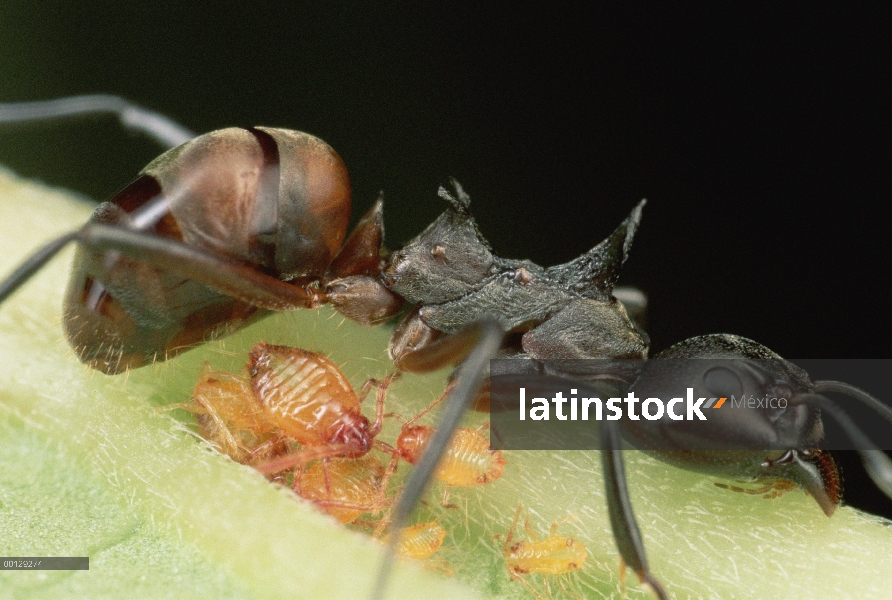 Pastor Ant (arrieras cuspidatus) tiende a pulgones, llevando a los adultos de un lugar a otro, Malas