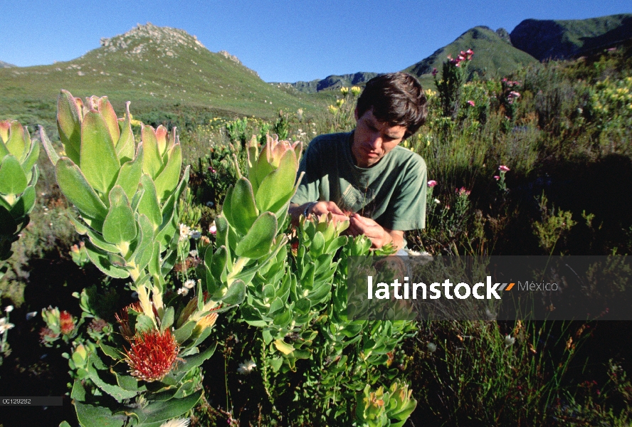 Entomólogo Hamish Robertson examina arbustiva fynbos que depende Merodeador hormigas (Pheidologeton 