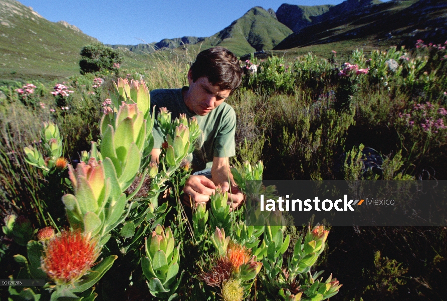 Entomólogo Hamish Robertson examina arbustiva fynbos que depende Merodeador hormigas (Pheidologeton 