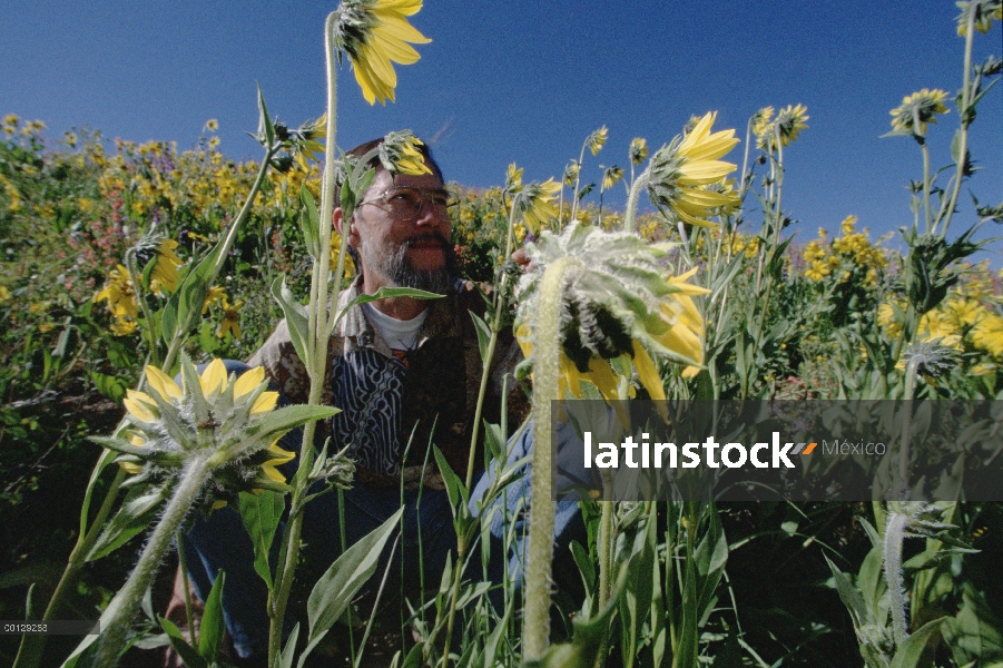 Dr. David Inouye estudios Aspen girasoles protegidos por hormigas, Colorado