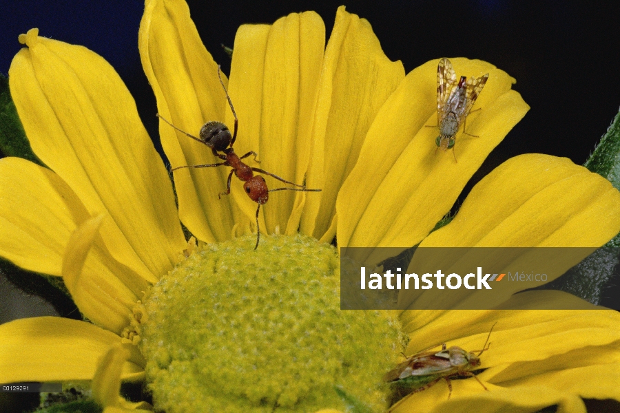 Latinstock México