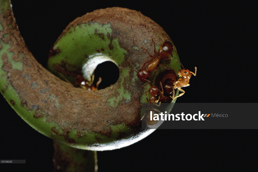 Carpintero de hormiga (Camponotus sp) en Zarcillo de host largo-sujeta con planta de jarra (Nepenthe