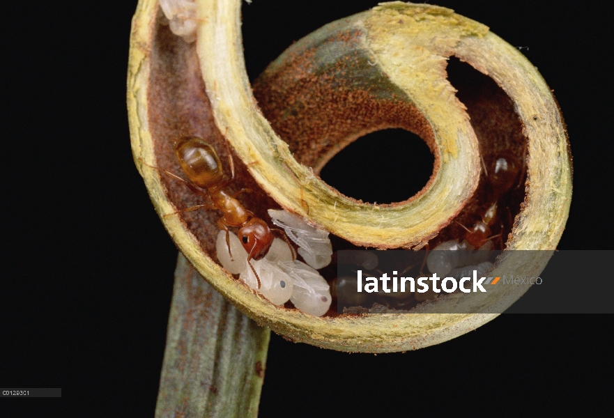 Pupas y adultos de carpintero de hormiga (Camponotus sp) nidifican con seguridad en Zarcillo de plan