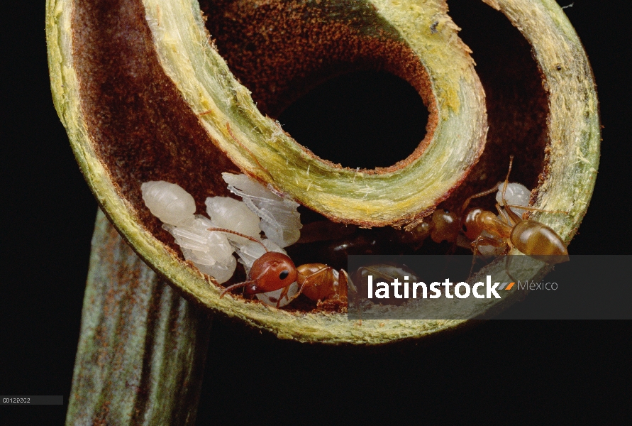 Pupas y adultos de carpintero de hormiga (Camponotus sp) nidifican con seguridad en Zarcillo de plan