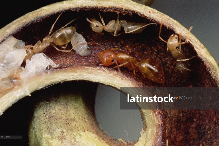 Pupas y adultos de carpintero de hormiga (Camponotus sp) grupo nidifican con seguridad en Zarcillo d