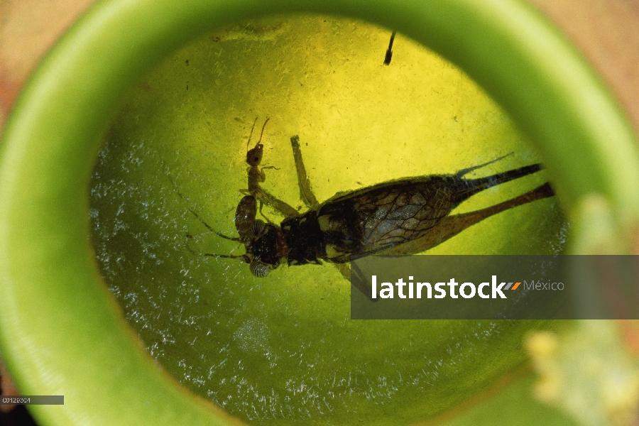 Carpintero de hormiga (Camponotus sp) nada ileso en jugos digestivos de la planta de jarra recoger p