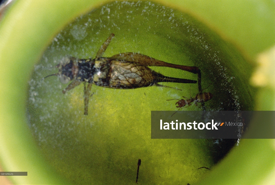 Carpintero de hormiga (Camponotus sp) nada ileso en jugos digestivos de la planta de jarra que recog