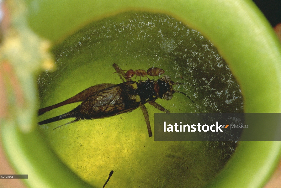 Carpintero de hormiga (Camponotus sp) nada ileso en jugos digestivos de la planta de jarra que recog