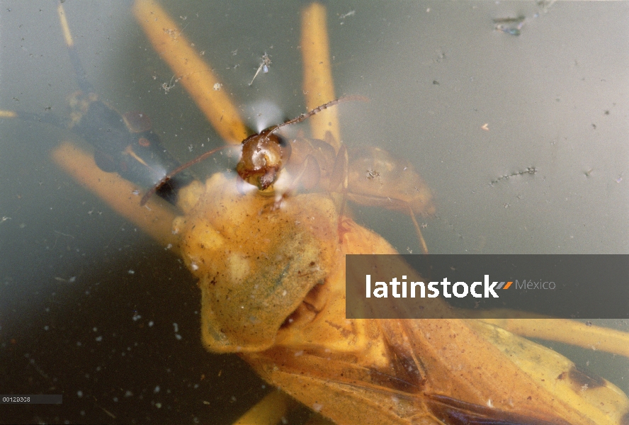 Hormiga (Colobopsis sp) en la planta de jarra, agarra la presa ahogado, Brunei, Borneo