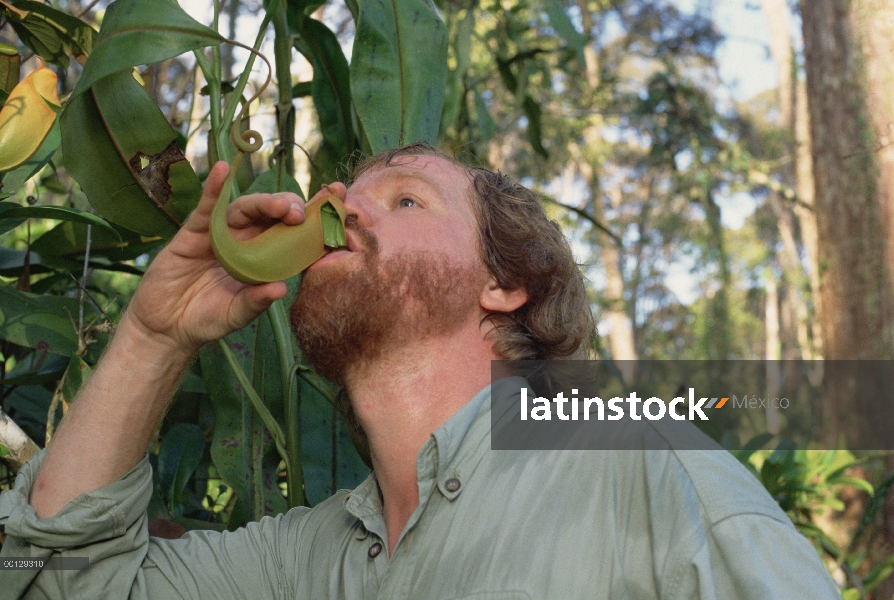 Mark Moffett, fotógrafo, beber líquido de largo-sujeta con lanzador planta fresca (Nepenthes villosa