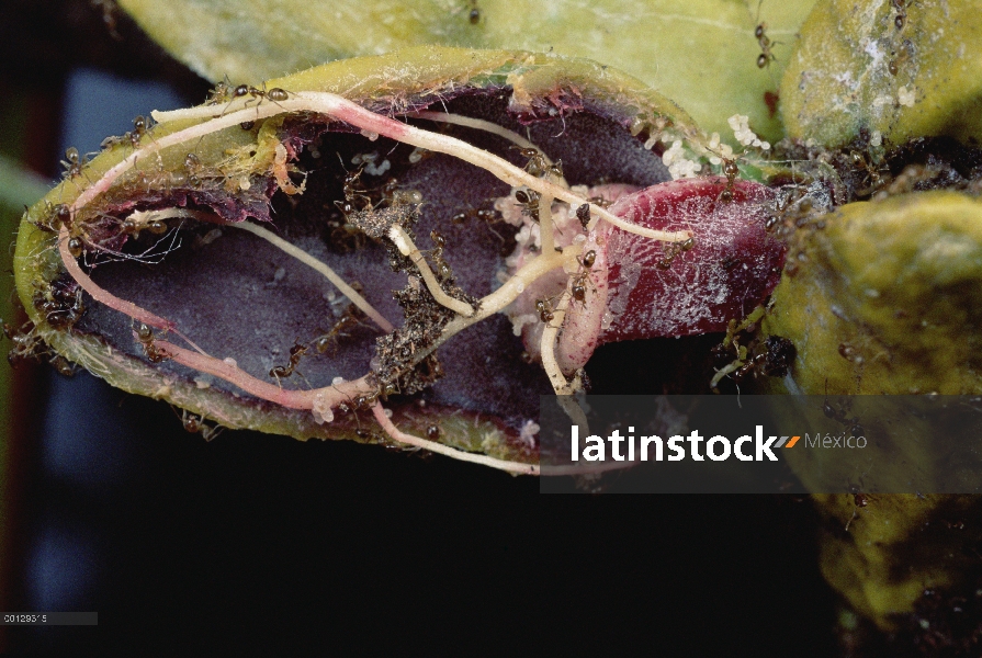 Hormiga (Philidris sp) vivero prospera alrededor de raíces delgadas hojas blancas de (Dischidia prin