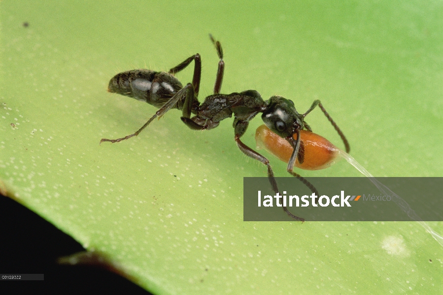 Hormiga (Pachycondyla goeldii) llevar semillas de plantas de Flamingo (Anthurium sp) detrás para ani