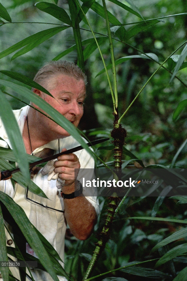 Palma de ratán (Calamus rota) sondeado por entomólogo Paddy Murphy para encontrar las hormigas que p