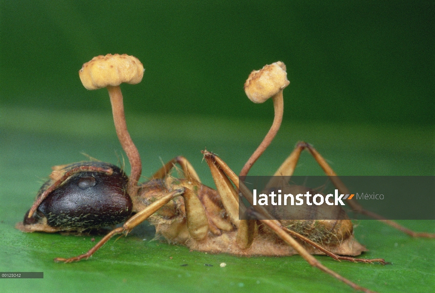 Hongo Cordyceps tiene sobre el cerebro de una hormiga, luego la mata, Perú