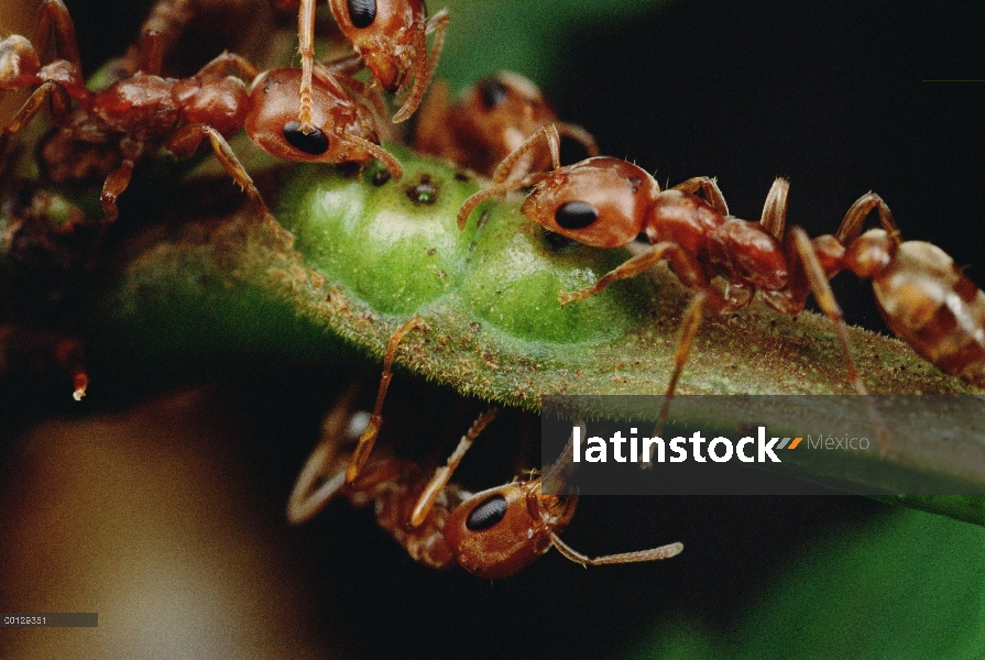 Grupo hormiga (Pseudomyrmex sp) beber el néctar del árbol de acacia de la espina silbaba (Acacia dre