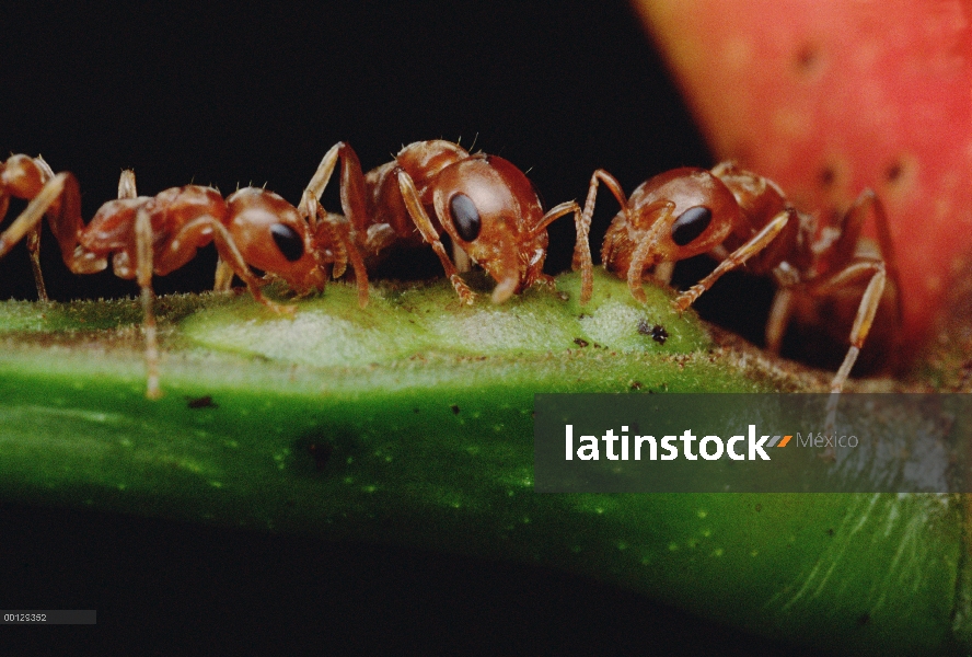 Trío de hormiga (Pseudomyrmex sp) beber el néctar del árbol de acacia de la espina silbaba (Acacia d