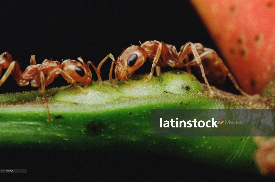 Hormiga (Pseudomyrmex sp) par bebe néctar del árbol de acacia de la espina silbaba (Acacia drepanolo