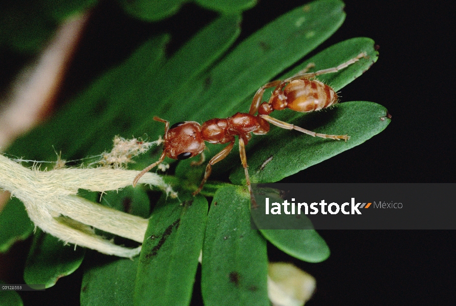 Hormiga (Pseudomyrmex sp) ripeo por vid que perturba su espina silbaba (Acacia drepanolobium) acacia