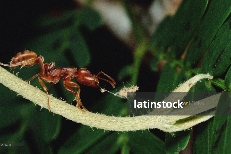 Hormiga (Pseudomyrmex sp) ripeo por vid que perturba su espina silbaba (Acacia drepanolobium) acacia