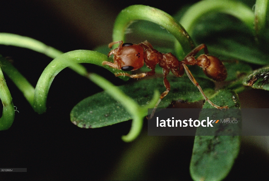 Hormiga (Pseudomyrmex sp) ripeo por vid que perturba su espina silbaba (Acacia drepanolobium) acacia