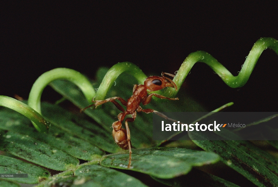 Hormiga (Pseudomyrmex sp) ripeo por vid que perturba su espina silbaba (Acacia drepanolobium) acacia