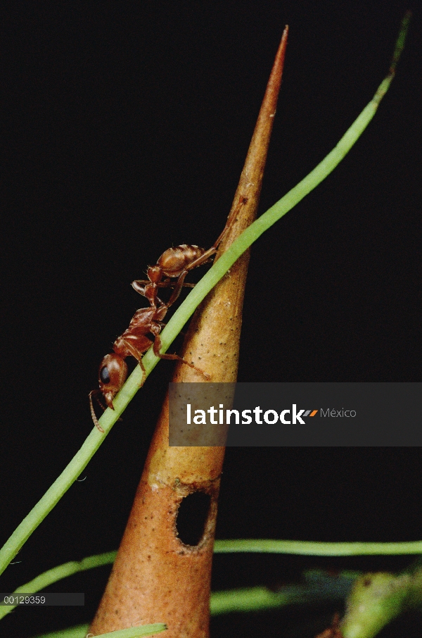 Hormiga (Pseudomyrmex sp) ripeo por vid que perturba su espina silbaba (Acacia drepanolobium) acacia