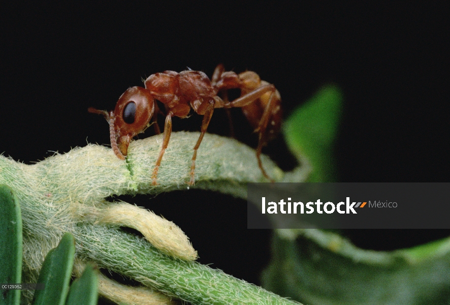 Hormiga (Pseudomyrmex sp) chuletas aparte vine tocando su árbol de acacia de la espina silbaba (Acac