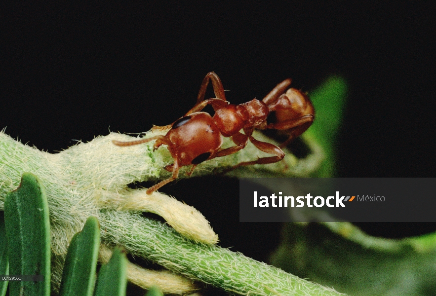 Hormiga (Pseudomyrmex sp) chuletas aparte vine tocando su árbol de acacia de la espina silbaba (Acac