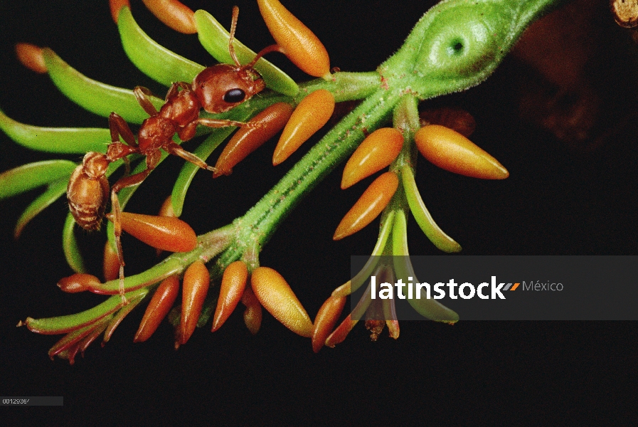 Hormiga (Pseudomyrmex sp) reúne a zanahoria-como crecimientos de acacia de la espina silbaba (Acacia