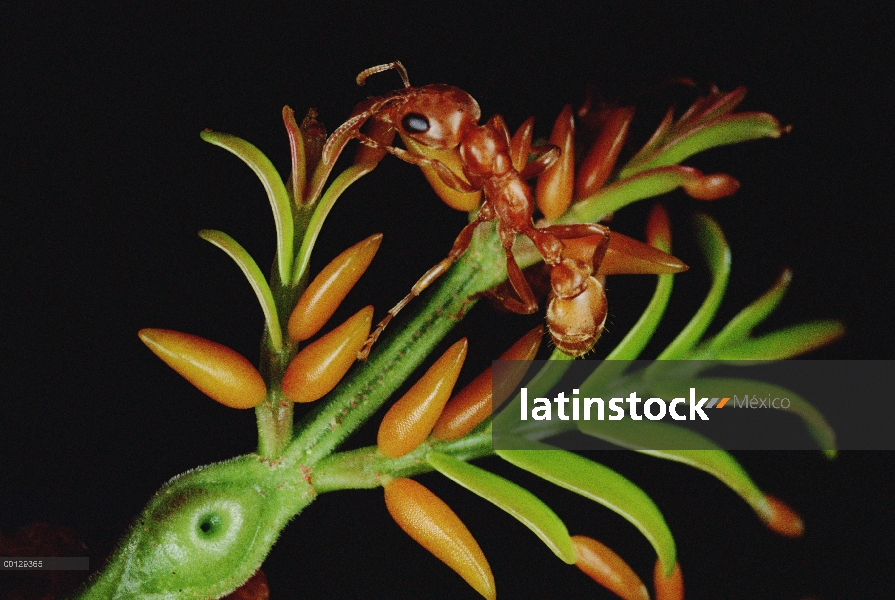 Hormiga (Pseudomyrmex sp) reúne a zanahoria-como crecimientos de acacia de la espina silbaba (Acacia