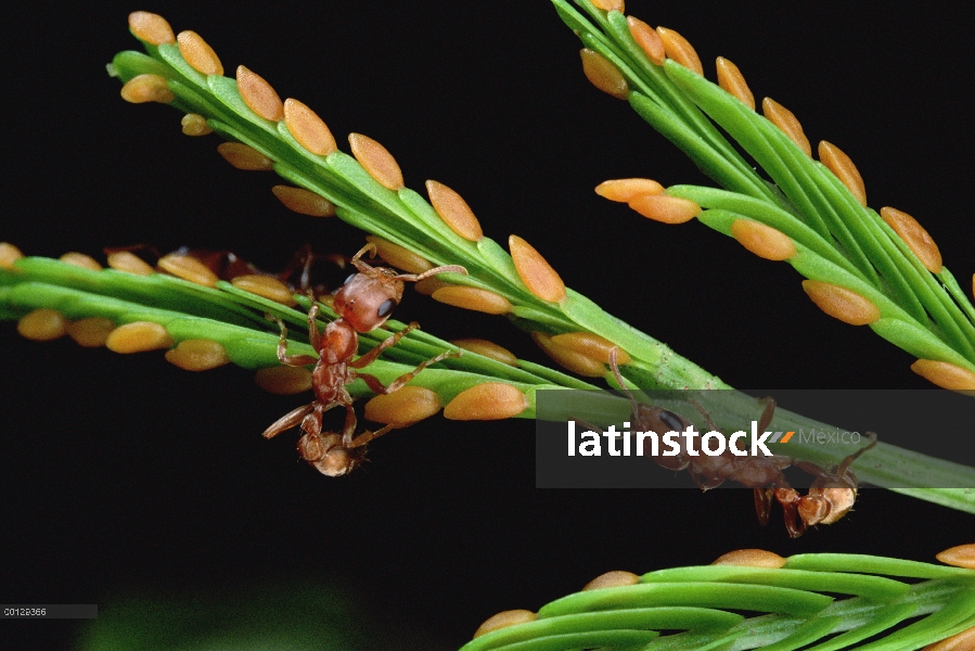 Hormiga (Pseudomyrmex sp) reúne zanahoria-como crecimientos del árbol de acacia espina silbaba (Acac